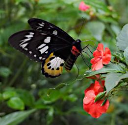 Butterfly Xxx White Black Red