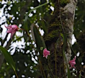 Flower Xxx Pink