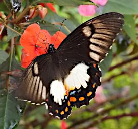 Butterfly_XxxWhiteBlackRedBlue