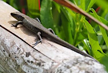 Lizard