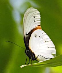 Butterfly_XxxWhite