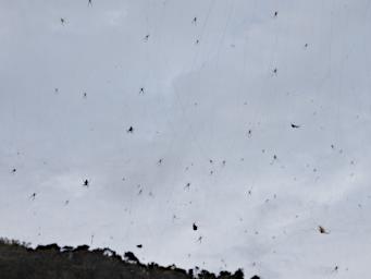 Communal Spider Web