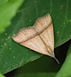 Moth Stealth Bomber