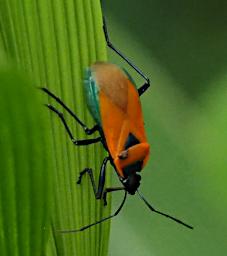 Bug Orange Green Beetle
