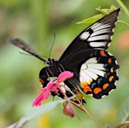 Butterfly Xxx Black White Orange Blue