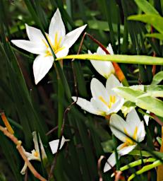 Flower Xxx White