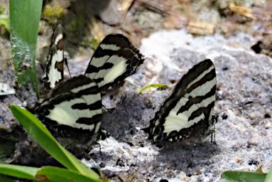 Butterfly_XxxWhiteBlack