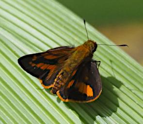 Butterfly/Moth Brown Orange