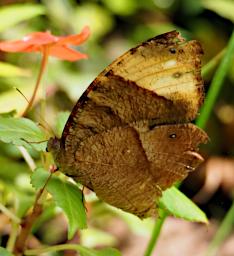 Butterfly Brown