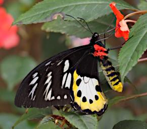 Butterfly BlackWhiteYellowRed