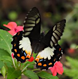 Butterfly BlackWhiteOrangeBlue