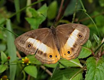 Butterfly Brown