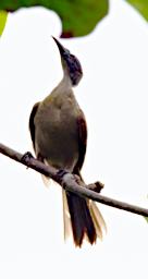 Helmeted Friarbird