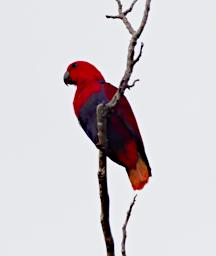 Eclectus Parrot