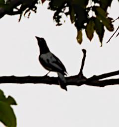 Hooded Butcherbird