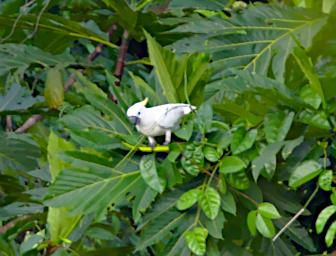 Sulfur Crested Cockatoo