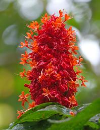 Flower Xxx Red