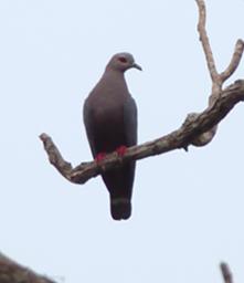 Pinons Imperial Pigeon