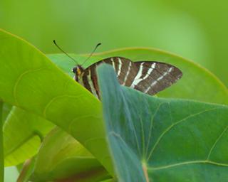 Waigeo Butterfly Xxx Brown White