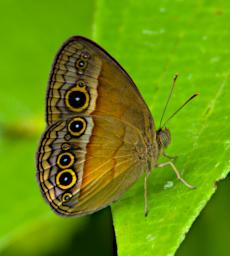 Waigeo Butterfly Purple Bush Brown Mycalesis Orseis Nautilus
