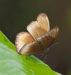 Waigeo Butterfly Xxx