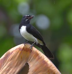 Willy Wagtail