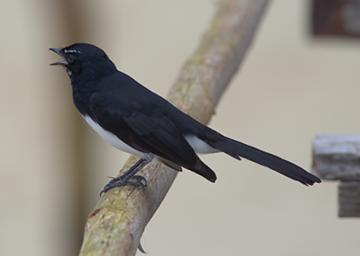 Willy Wagtail