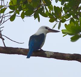 Beach Kingfisher