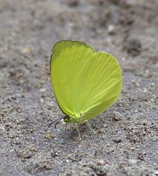 Waigeo Butterfly Xxx Green