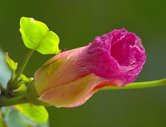 Flower Xxx Pink