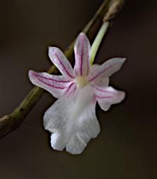 Flower Xxx White