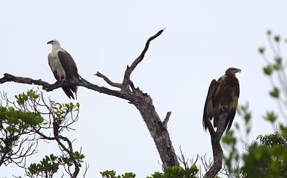 White Breasted Sea Eagle