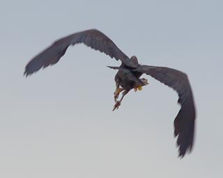 Heron WFish