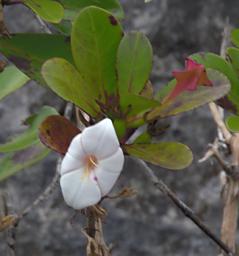 Flower Xxx White