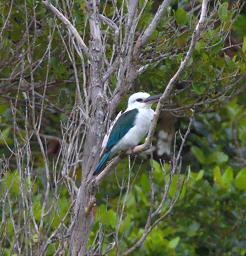 Beach Kingfisher