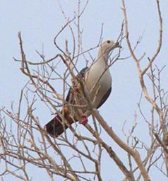 Spice Imperial Pigeon