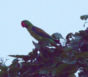 Great Billed Parrot