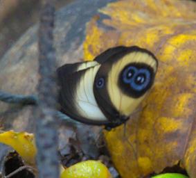Waigeo Butterfly Xxx Blue Eyes