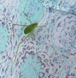 Waigeo Bug Xxx Green