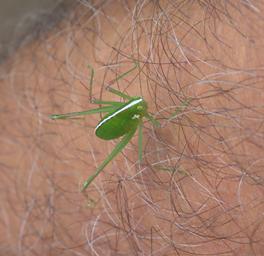 Waigeo Bug Xxx Green