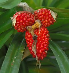 Flower Xxx Red