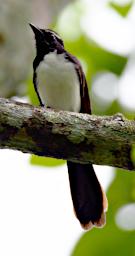 Willy Wagtail
