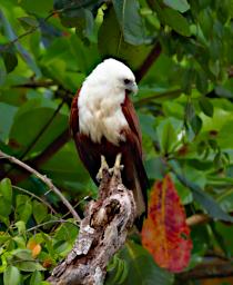 Brahminy Kite