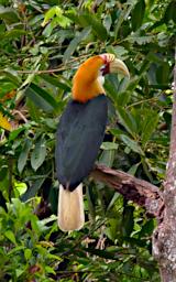 Papuan Hornbill