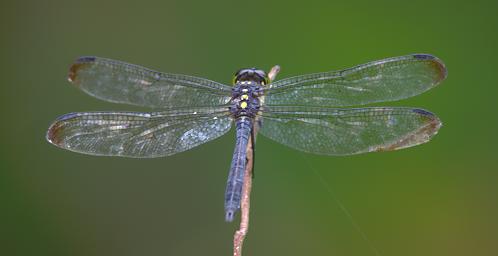 Waigeo Dragonfly Xxx Blue