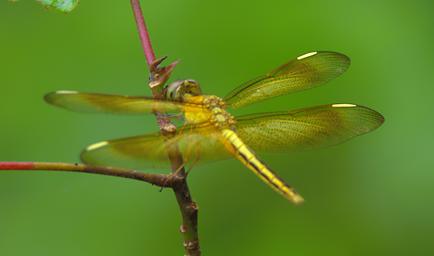 Waigeo Dragonfly Xxx Gold