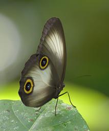 Waigeo Butterfly Xxx Black White2Eyes