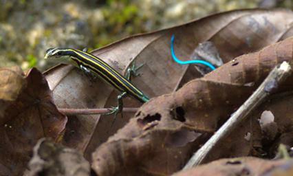 Waigeo Skink Blue Tailed