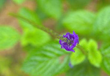 Flower Xxx Blue