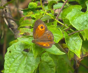 Waigeo Butterfly Xxx Brown3Spot